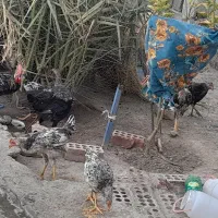 جوحه محلی اصل کاملا بهداشتی|حیوانات مزرعه|کهنوج, |دیوار