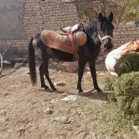 اسب یورقه