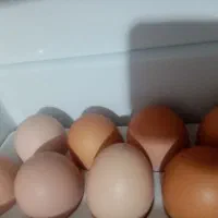 تخم مرغ محلی کاملا اورگانیک