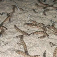 فروش میلورم و سوپر میلورم زنده|خزنده|شیراز, شاپورجان|دیوار