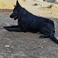 سگ جرمن ژرمن بلک نر ۲ساله قدوهیکل دار واکسی