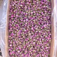 غنچه گل محمدی
