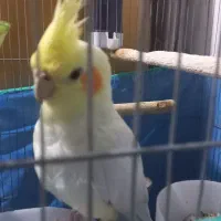 عروس هلندی ماده بالغ