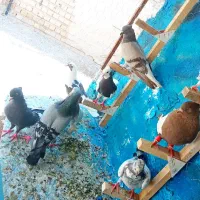 کفتر‌دونی‌‌۲۰۰