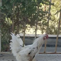 خروس زیر مرغی