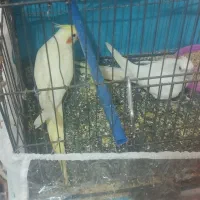 دوتا جوجه عروس هلندی