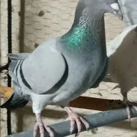 کبوتر المانی