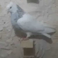 پرنده|حیوانات|بافق, |دیوار