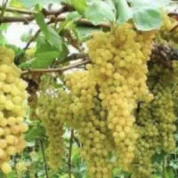 باغ انگور 1 هکتاری با چاه آب هر ۹ روز ۱۴ ساعت آب|فروش دفتر صنعتی، کشاورزی، تجاری|ملایر, |دیوار