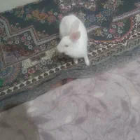 خرگوش خانگی|موش و خرگوش|همدان, |دیوار