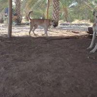 سگ سرابی|سگ|زرین دشت (فارس), |دیوار