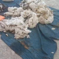 پشم گوسفند تازه چینده شده ۱۰۰ کیلو موجوده