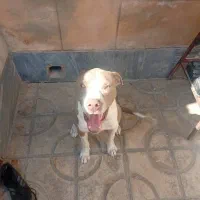 پیتبول چهارماهه|سگ|شیراز, سلطان آباد|دیوار