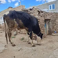 گاو تلیسه شیری گوساله نر