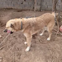 سگ دورگ افغان گله ای|سگ|پاکدشت, پاکدشت (مامازند)|دیوار