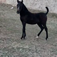 کره ماده ای کُرد