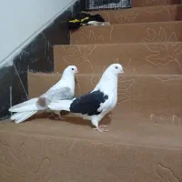 دوکت|پرنده|مبارکه, |دیوار