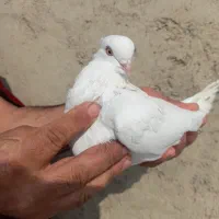 چند عدد کبوتر|پرنده|ماهدشت, |دیوار