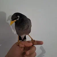 مینا دستی سالم