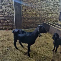 بز و بزگاله پاکستانی|حیوانات مزرعه|زنجان, |دیوار