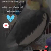 خواهش میکنم به خودم برگردونین