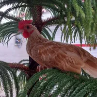 مرغ و خروس سبرایت بوف|حیوانات مزرعه|رشت, فلسطین|دیوار