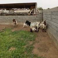 سه عدد بز با بزقاله