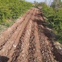 تراکتور فرگوسن ادوات کشاورزی دیسک گاو اهن کانت..