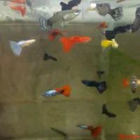 آکواریوم آنجل|ماهی|خوی, |دیوار