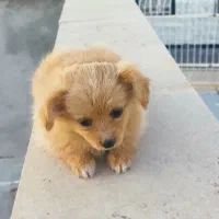 توله پامر|سگ|گلپایگان, |دیوار