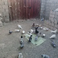 فروش کبوتر|پرنده|سراوان, |دیوار