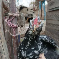 نیمچه خروس مرندی و گلین