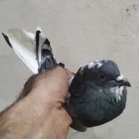 کبوتر|پرنده|هشتگرد, تهران دشت|دیوار