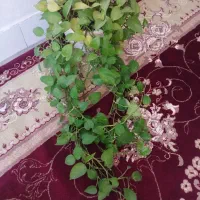 فروش گل|گل و گیاه طبیعی|لردگان, |دیوار