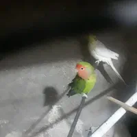 طوطی نر مست