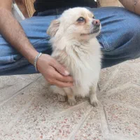 پامر تریر و شیتزو واگزاری