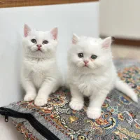 گربه پرشین،اسکاتیش،بریتیش|گربه|اراک, |دیوار