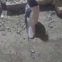 دم سفید،چپ|پرنده|تربت‌حیدریه, اندیشه|دیوار