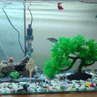 آکواریوم نونو