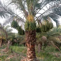 خدمات نخل درصدی از ۰ تا ۱۰۰