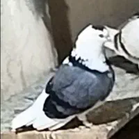 طوق پشت سبز باخت خورده|پرنده|چناران, |دیوار