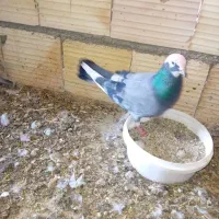 شازده سبز  باخت دادم