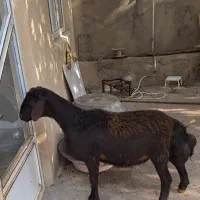 بره قزل
