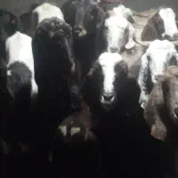 ۱۶عددبز زاییده وابستن|حیوانات مزرعه|تربت‌حیدریه, پائین ولایت|دیوار