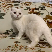 گربه برتیش و اسکاتیش ماده|گربه|تبریز, |دیوار