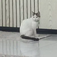 گربه بسیار دوست داشتنی نر هست