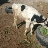 گاو آمریکای