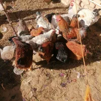 مرغ بومی تخم گزار