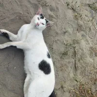 گربه گمشده در  روستای البرز