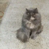 پرشین جهت جفتگیری